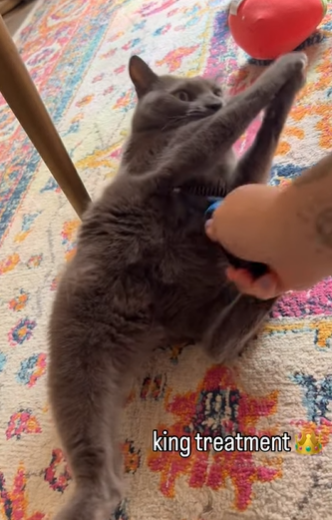 cat getting brushed